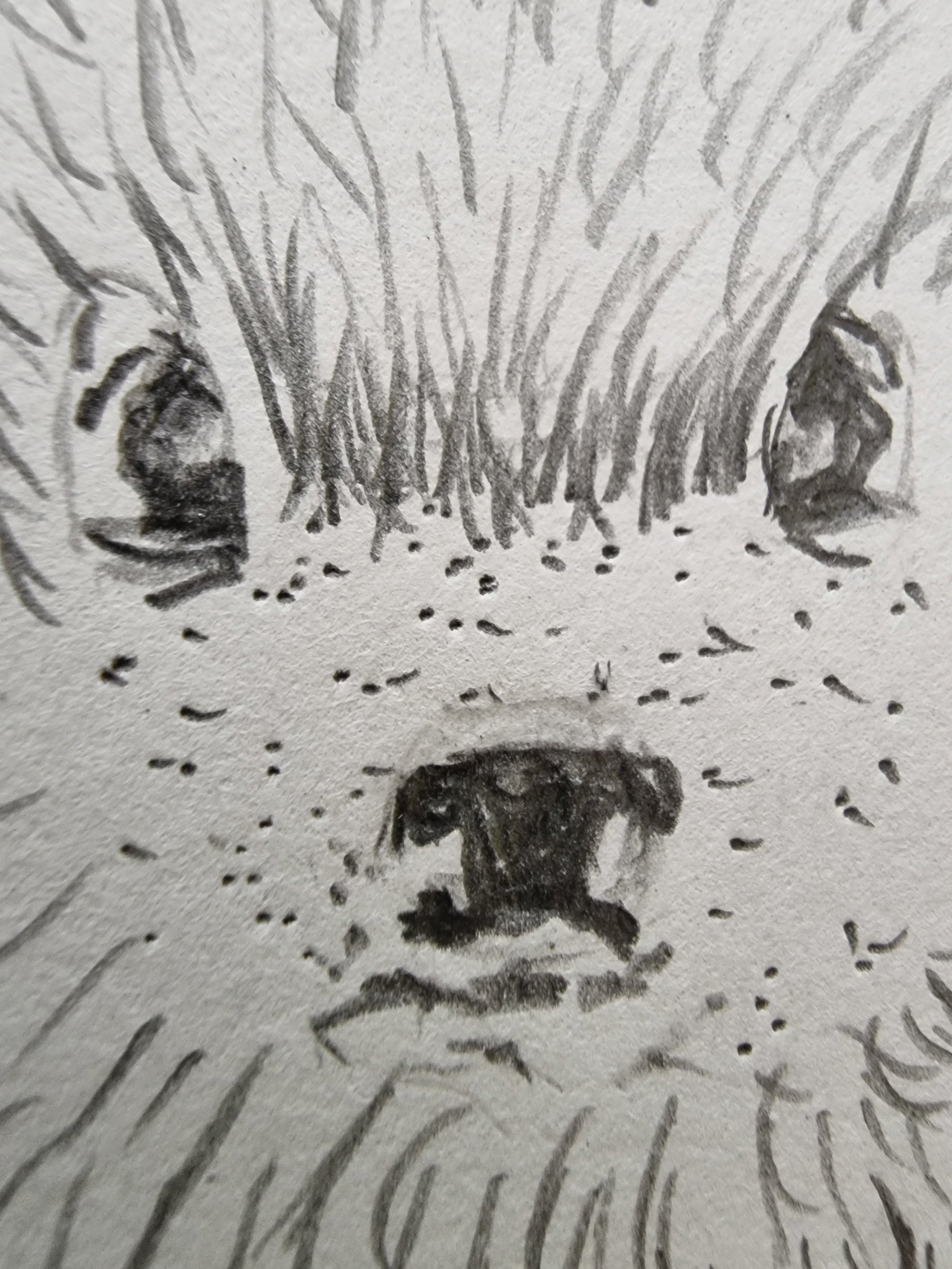 Igel 1©Heike Steinmetz